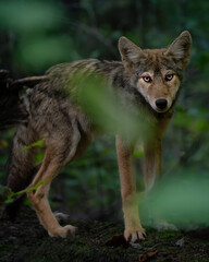 Fototapeta premium Close-up wildlife photography of wild animals in their natural habitat