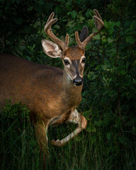 Close-up wildlife photography of wild animals in their natural habitat