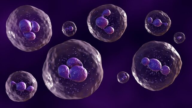 3D animated model of a neutrophil , the most abundant type of white blood cell and a key player in the innate immune response