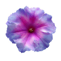 A Stunning Magenta and Blue Petunia Flower with Intricate Petal Details and Isolated On Transparent Background.