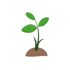 young plant growing from a tree