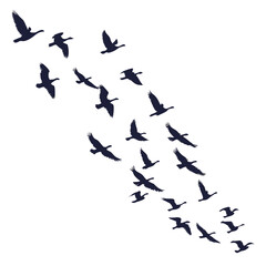 A flock of dark blue geese flying in a v formation against a white background