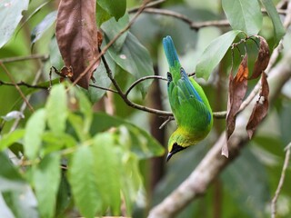 A Blue-winged Leafbird is perched upside down on a branch its beautiful feathers visible at Kaeng Krachan National Park Petchburi Thailand