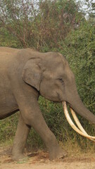 Obraz premium Amazing Tuskers and Elephants in National Parks of Sri Lanka