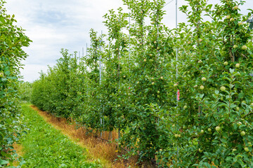 津軽地方の「高密植栽培」リンゴ果樹園