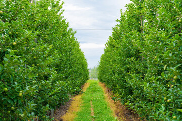 津軽地方の「高密植栽培」リンゴ果樹園