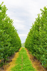 津軽地方「高密植栽培」のリンゴ果樹園
