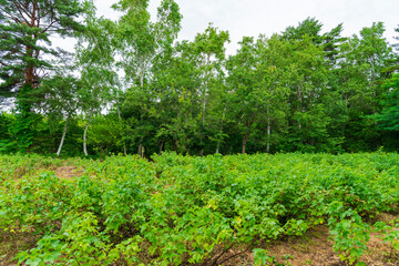 カシスの露地栽培