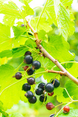 国産カシスの実り