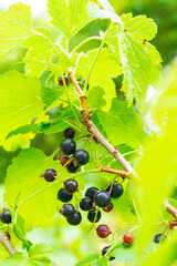 国産カシスの実り