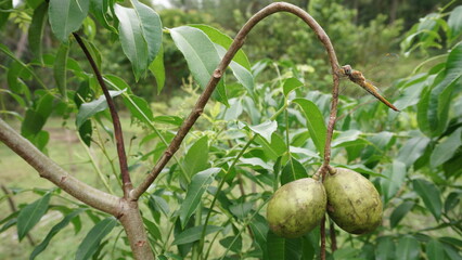 dragonfly perched on the stem of ambarella fruit