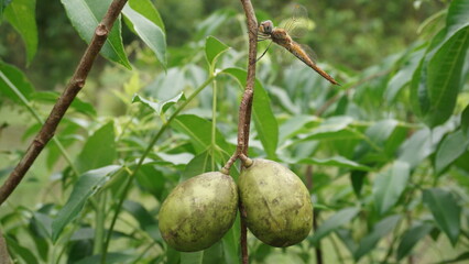 dragonfly perched on the stem of ambarella fruit