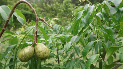 dragonfly perched on the stem of ambarella fruit