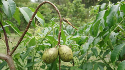 dragonfly perched on the stem of ambarella fruit