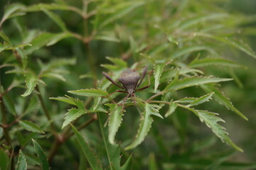 insects on the leaves of the thorns