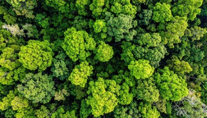 Fototapeta premium Overhead aerial view of a forest showcasing diverse green tree tops, rich textures, and shadows. Lush canopy detail