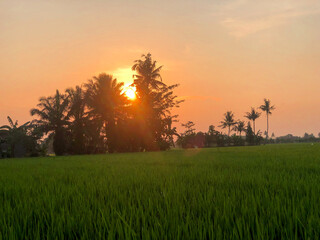 Stunning moment of the morning atmosphere in the rice fields in a village, the sun rises with the reflection of the sun on the agricultural land 