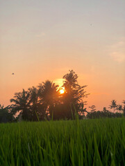 Stunning moment of the morning atmosphere in the rice fields in a village, the sun rises with the reflection of the sun on the agricultural land 