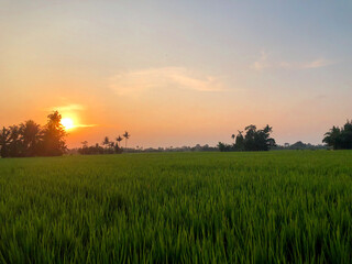 Stunning moment of the morning atmosphere in the rice fields in a village, the sun rises with the reflection of the sun on the agricultural land 