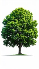 A lush green tree with a thick trunk stands tall, its branches reaching for the sky against a clean white backdrop, with a subtle cast shadow