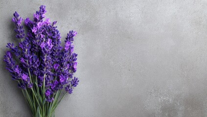 Fototapeta premium Purple lavender bouquet on gray background