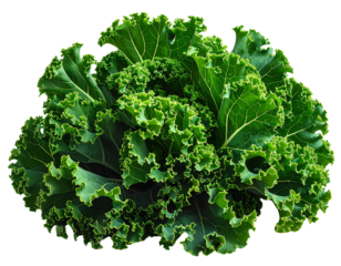 fresh green cabbage on withe background