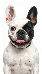 Fototapeta premium Close-up portrait of a spotted, joyful dog, showing its tongue with a happy expression, set against a clean white backdrop