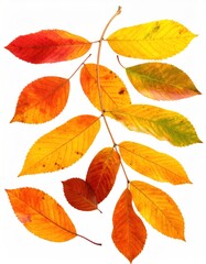 Autumn branch showcasing a color gradient from red to yellow, against a white background, revealing the organic texture of the leaves