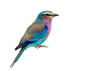 Obraz premium A vibrant lilac-breasted roller, its plumage displaying a spectrum of colors, perches gracefully against an isolated background, highlighting its natural beauty.