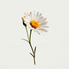 watercolor illustration of wild daisy flower with white petals and yellow center, minimal clean botanical artwork