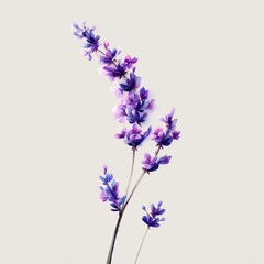 Obraz premium watercolor illustration of a single lavender stem with delicate purple blossoms, minimal white background, botanical elegance