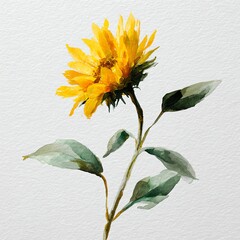single sunflower watercolor painting, golden yellow petals and green leaves, minimal botanical design on white