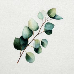 single eucalyptus branch watercolor painting, muted green leaves, simple botanical design on white background