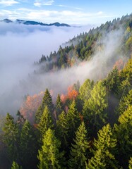 Aerial view of a dense forest with fog rolling in, autumn colors peeking through the evergreen canopy, under a partly cloudy blue sky