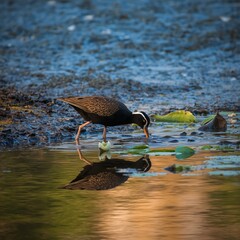 great blue heron in water