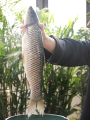 Fresh Carp Fish Catch Held in Hand Outdoors Ready for Cooking