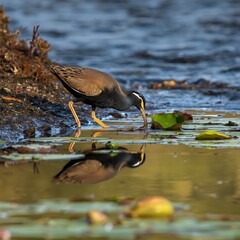 great blue heron in the water