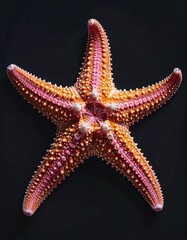 A colorful starfish with orange arms and pink highlights, radiating against a dark background, creating a vibrant, textured marine scene
