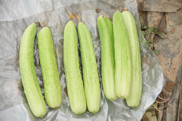 Fresh Jade Cucumbers from Shandong Greenhouses on White Packaging - Organic Vegetable Harvest