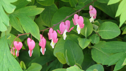 Beautiful blossom flower of Asian bleeding heart plant in garden in UK