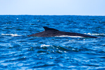 Fototapeta premium Whale watching in Ballina, Australia
