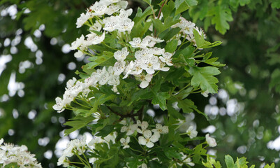 Beautiful blossom of white flowers on a Hawthorn tree when petals fall in the wind is known as a Hawthorn winter