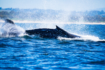 Fototapeta premium Whale watching in Ballina, Australia
