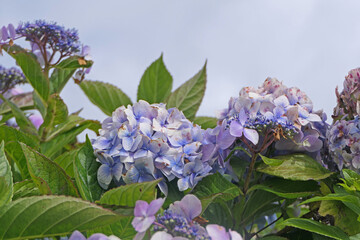 Beautiful Hydrangea bushes in full bloom in a garden UK