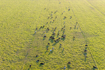 Milk cows grazing on green farm pasture. Production of organic dairy products. Feeding of cattle on farmland grassland
