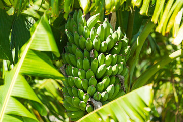 Obraz premium Bunch of green bananas in a farm in Byron Bay