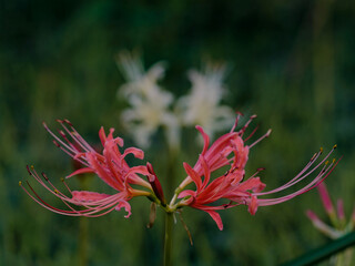 Tokyo,Japan - September 24, 2025: Closeup of red spider lily or Lycoris radiata at night