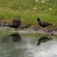 wild duck in the pond