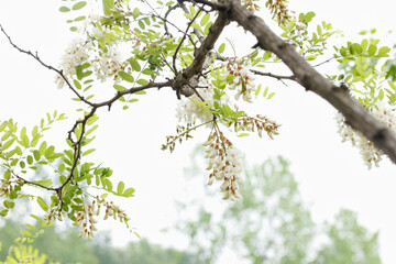 Blooming White Acacia Tree Flowers with Green Leaves in Spring Nature Scene