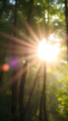 Sunlight shining through the trees